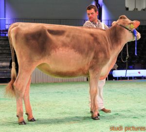 Swiss Expo Brown Swiss-66